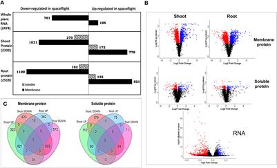 Integrative transcriptomics and proteomics profiling of Arabidopsis thaliana elucidates novel mechanisms underlying spaceflight adaptation